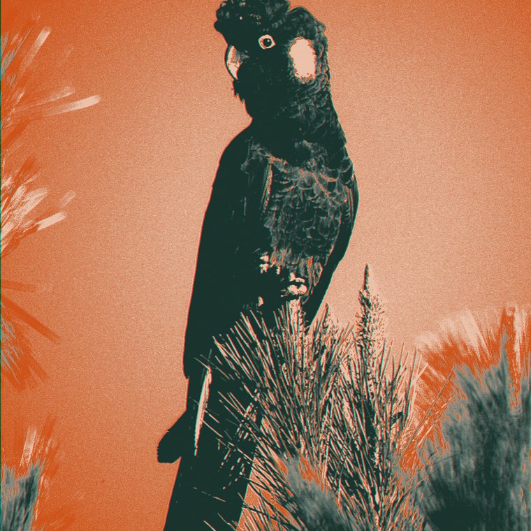 Yellow-tailed black cockatoo