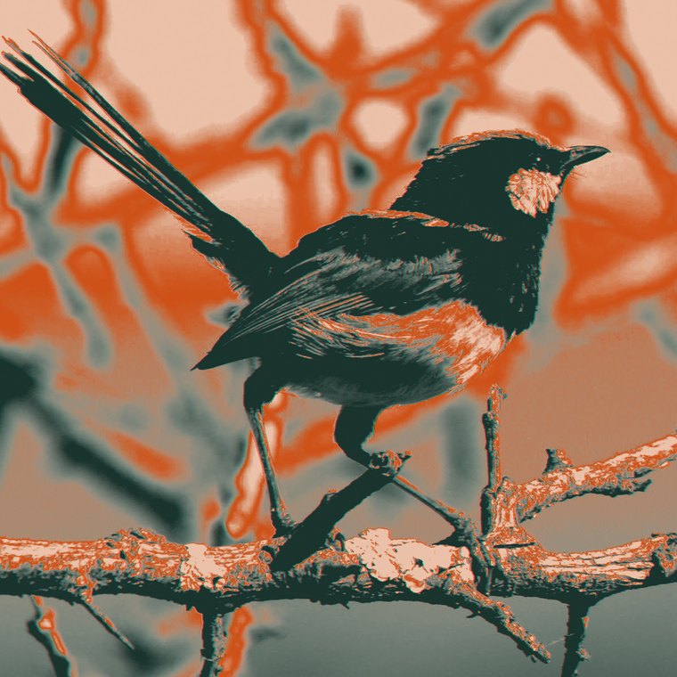 Superb fairywren