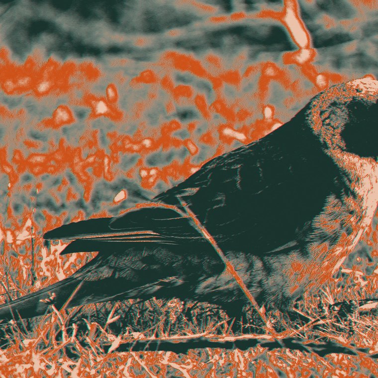 Green rosella, endemic to Tasmania