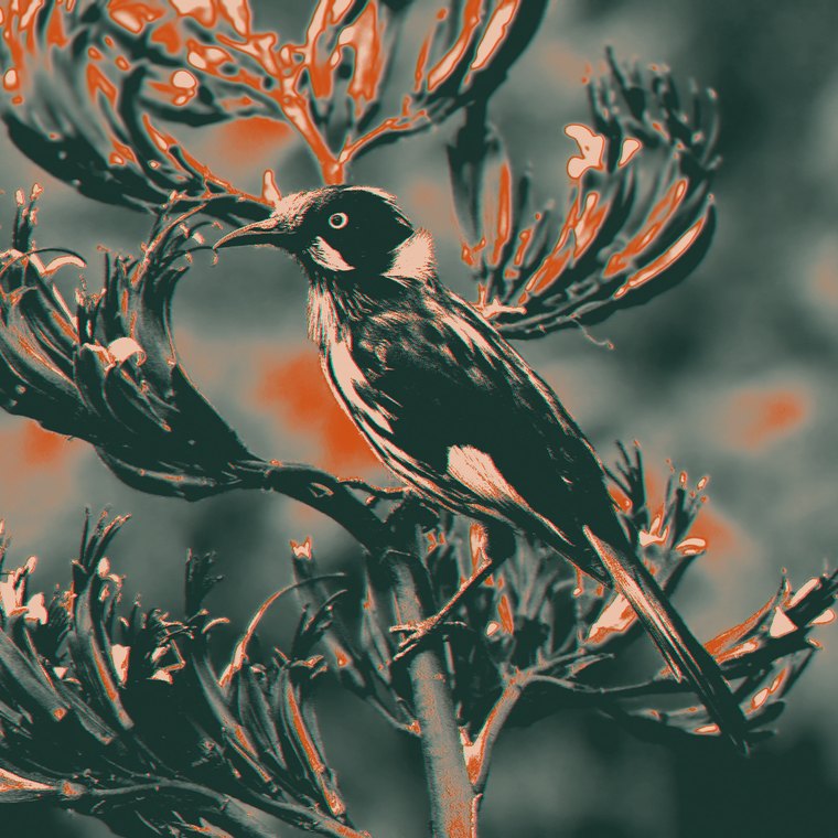 New Holland honeyeater on Bruny Island