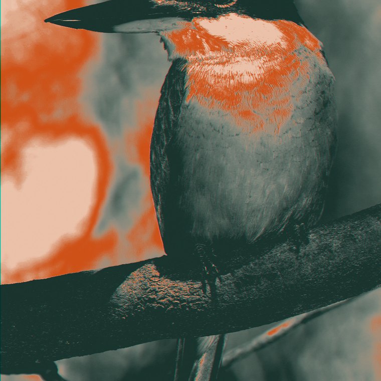A sacred kingfisher