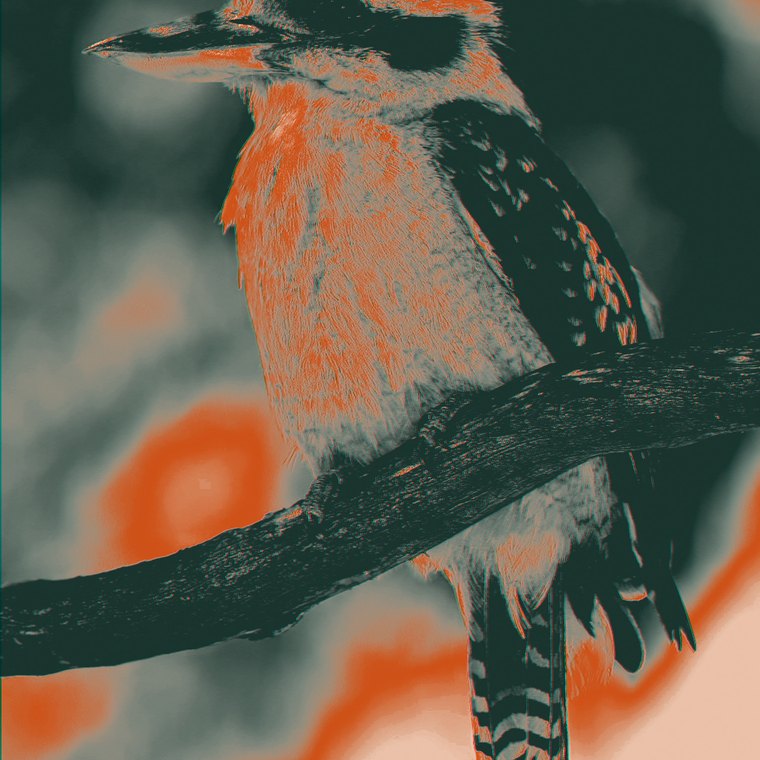 Laughing kookaburra