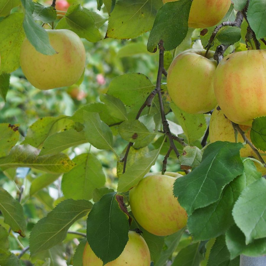 Apple 'Sturmer Pippin'