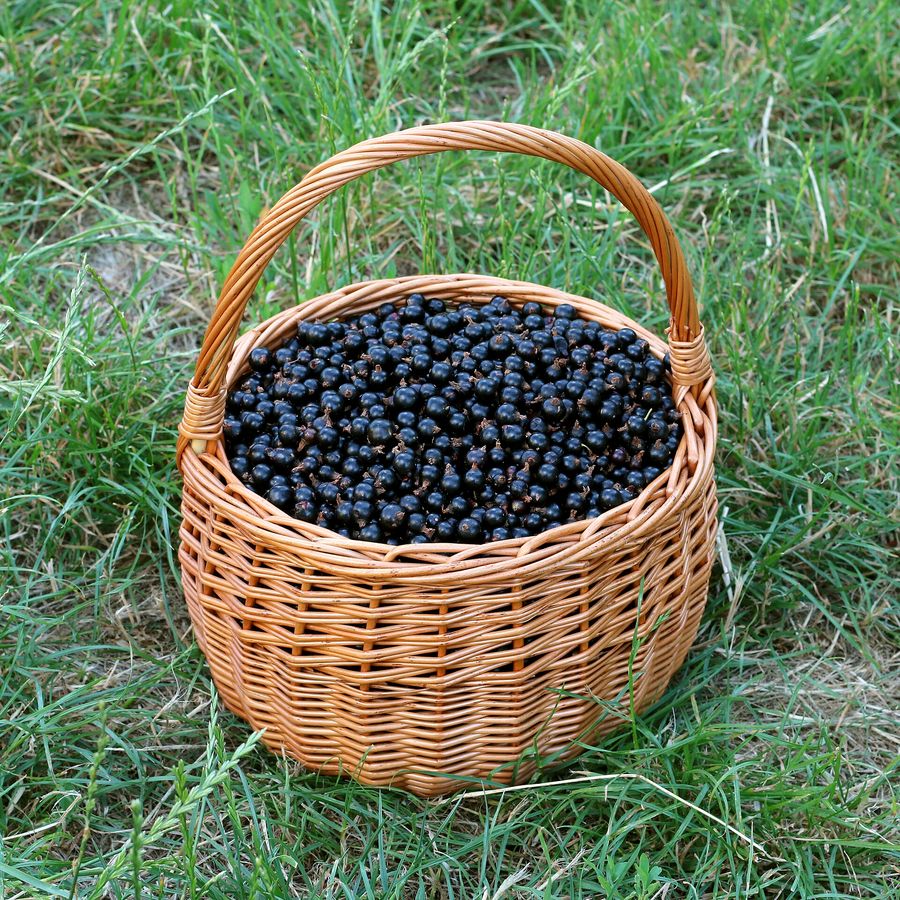 Blackcurrant 'Ben Lomond'