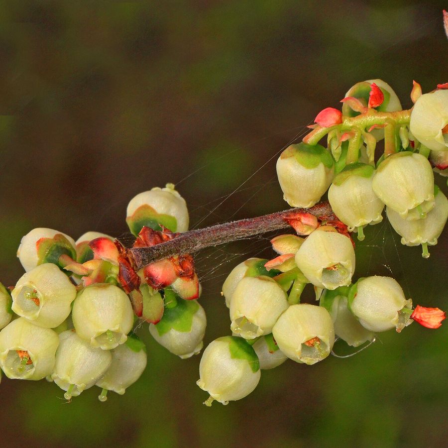 Blueberry 'Brigitta'