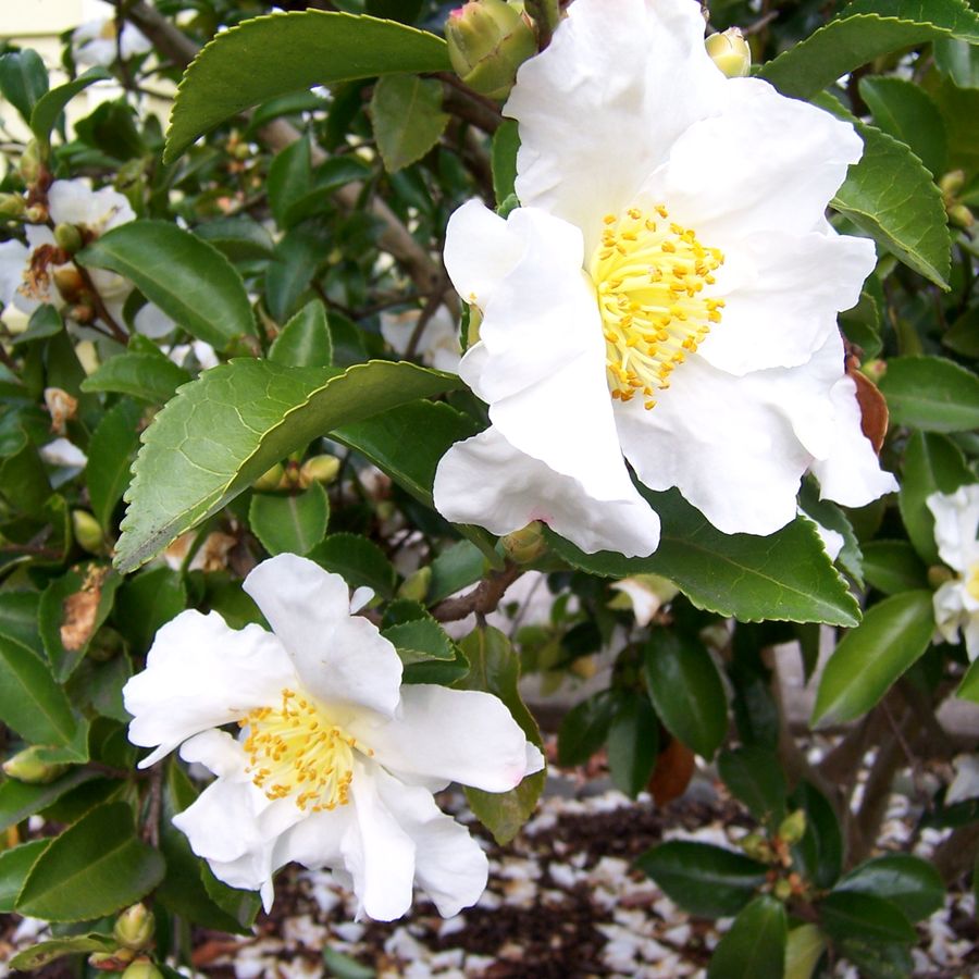 Camellia 'Setsugekka'