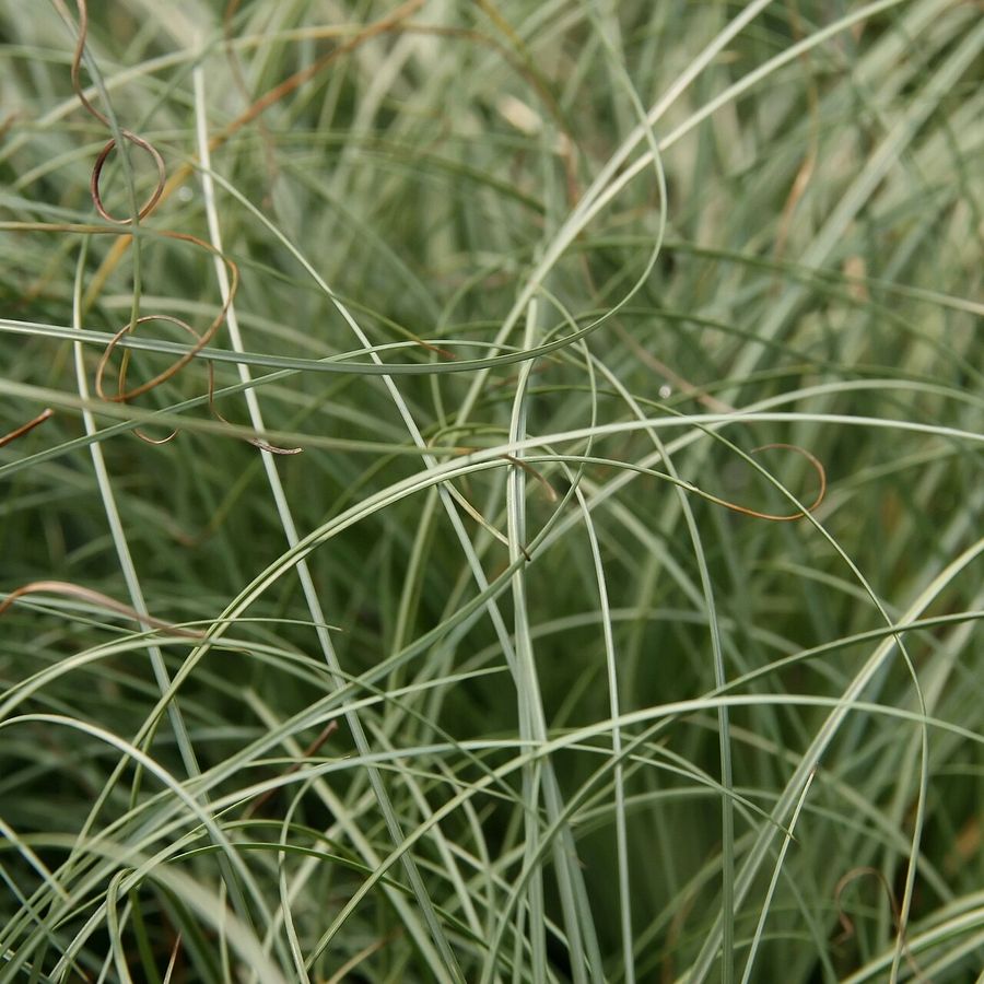 Carex 'Frosted Curls'