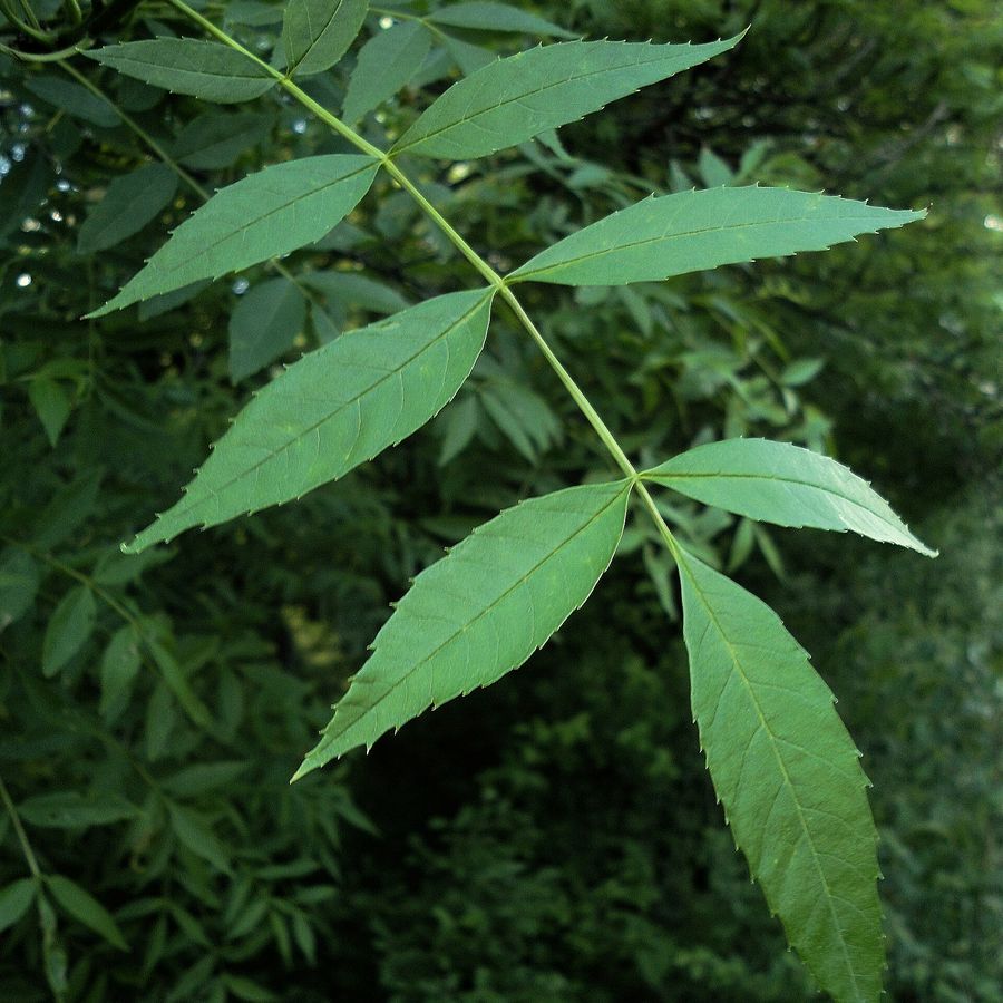 Claret Ash