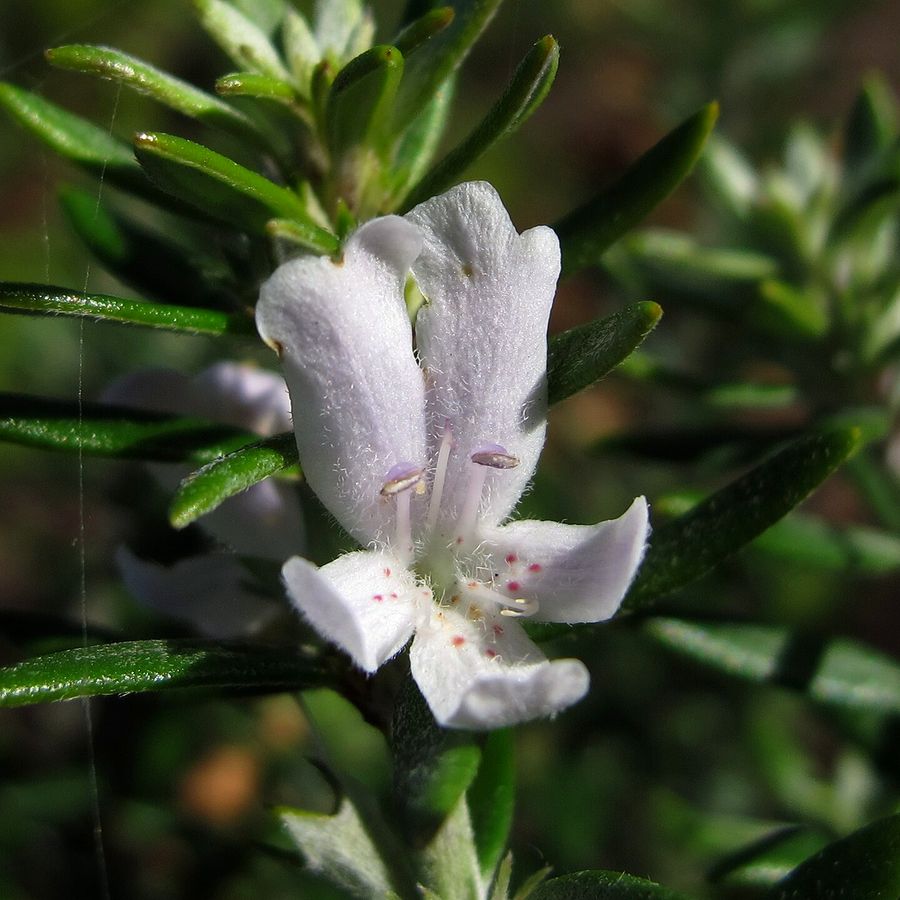 Coastal Rosemary