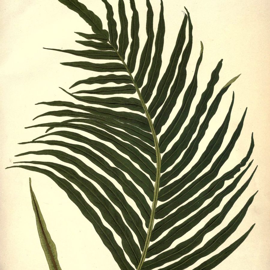 Fishbone Water Fern