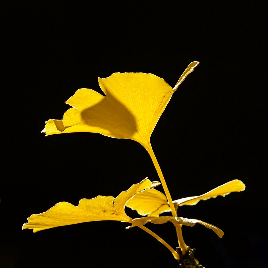 Ginkgo 'Autumn Gold'