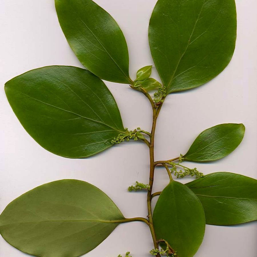 Griselinia