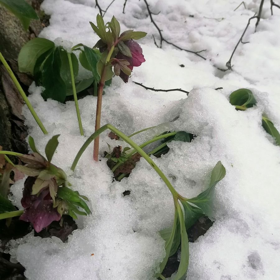 Hellebore 'Winter Bell'