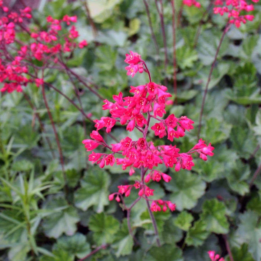 Heuchera 'Palace Purple'