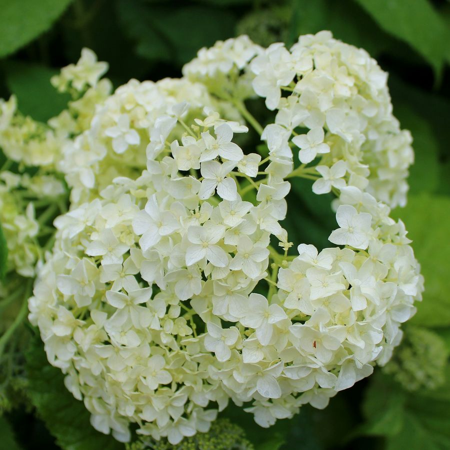 Hydrangea 'Annabelle'