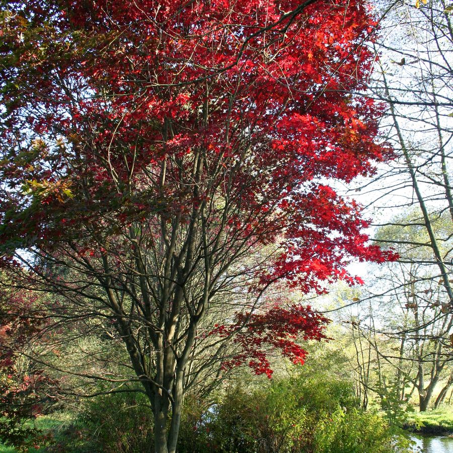Japanese Maple 'Osakazuki'