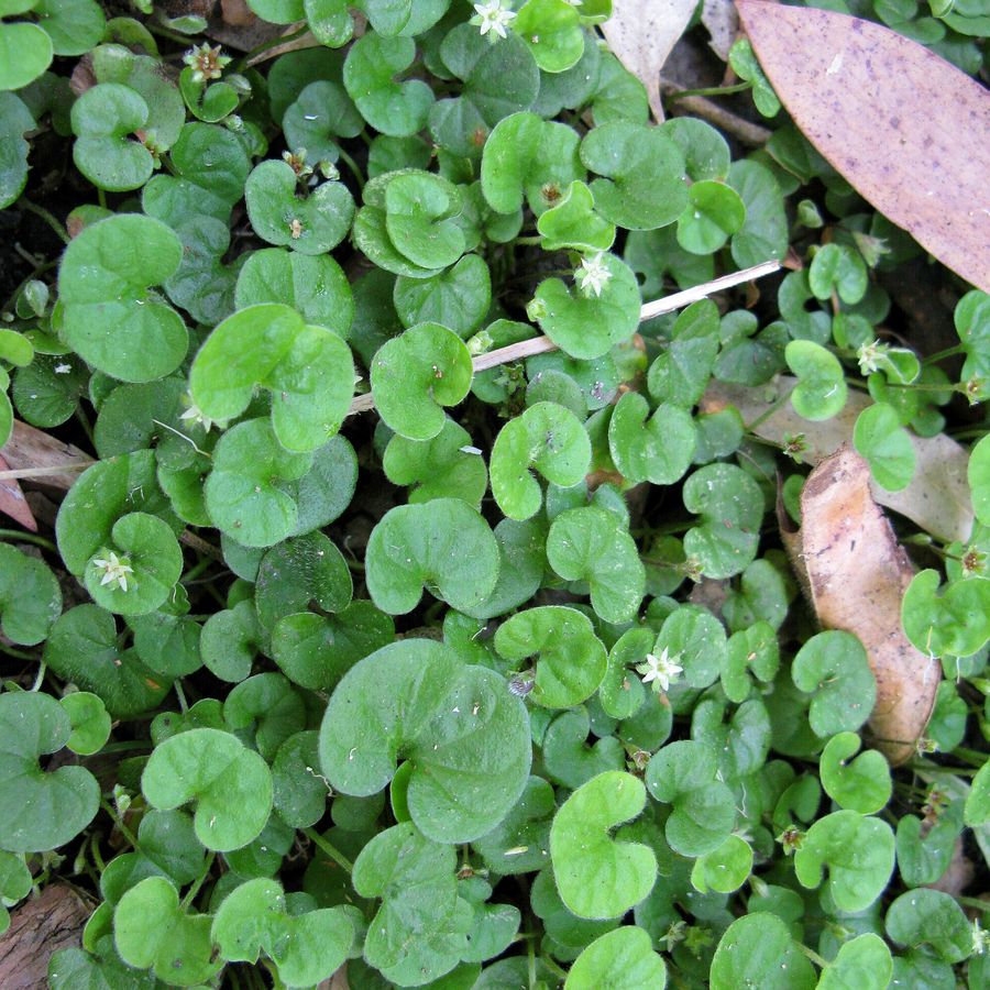 Kidney Weed