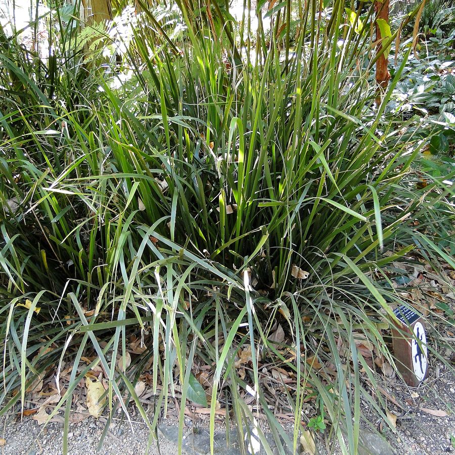 Spiny-headed Mat-rush