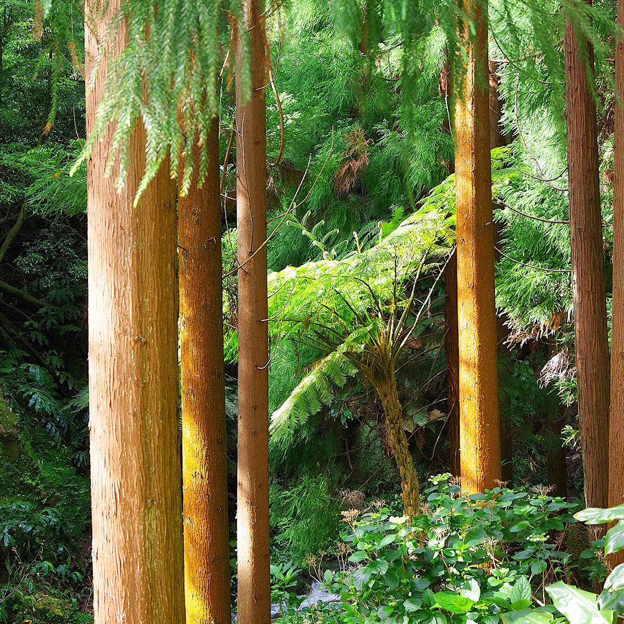 Soft Tree Fern