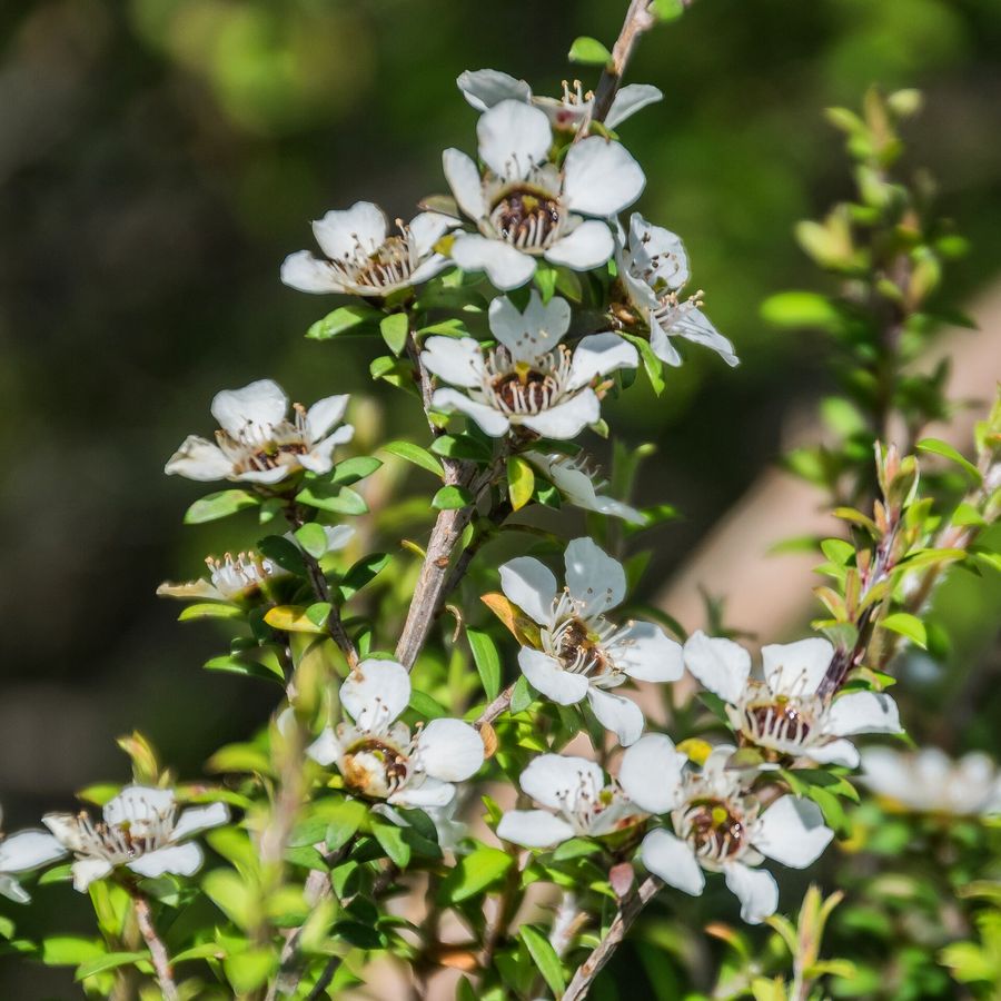Manuka