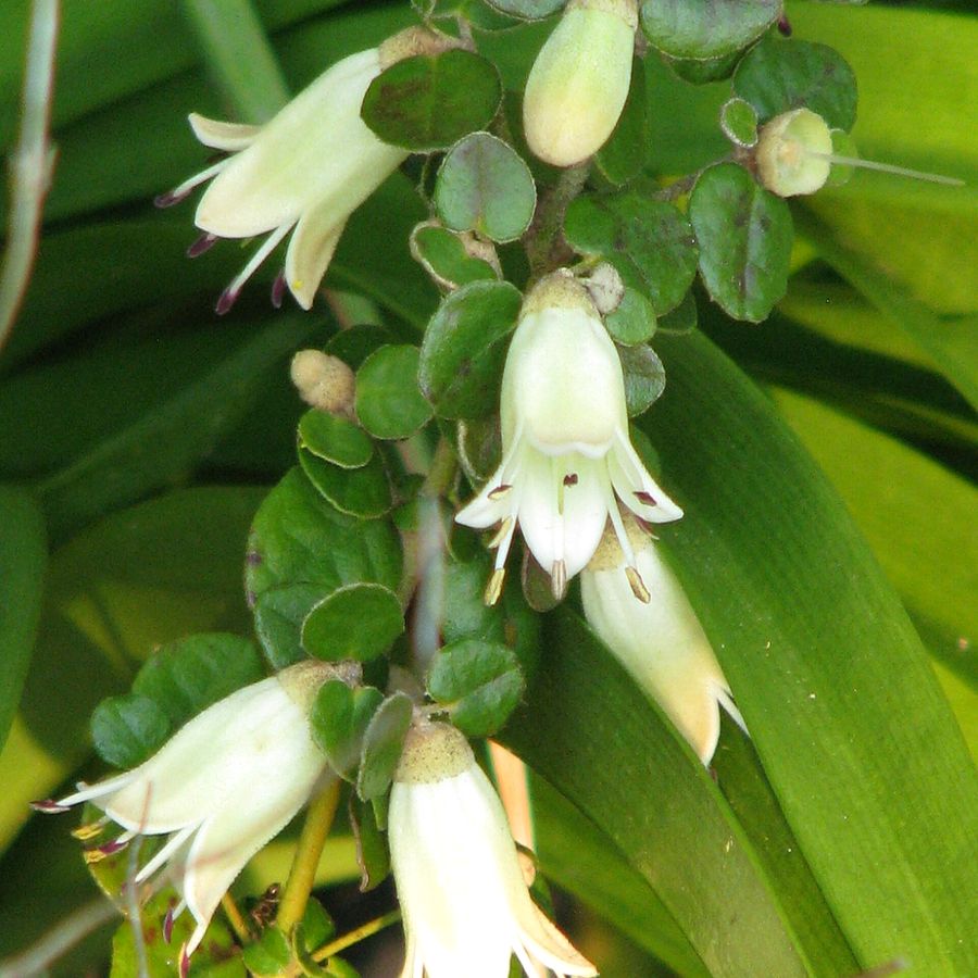 Native Fuchsia
