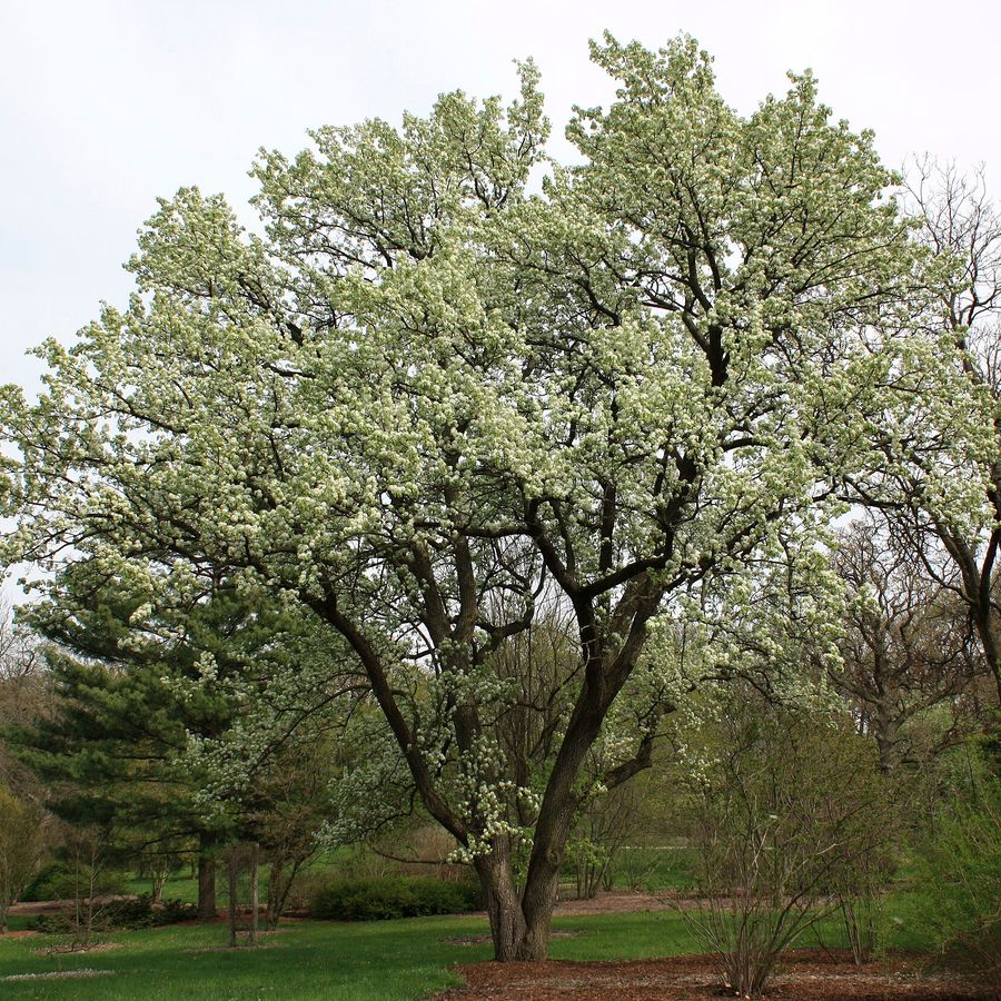 Ornamental Pear 'Chanticleer'