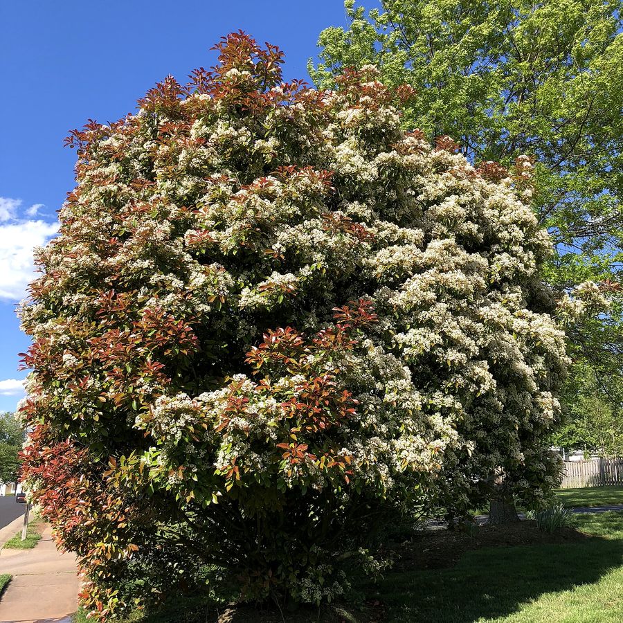 Photinia 'Red Robin'
