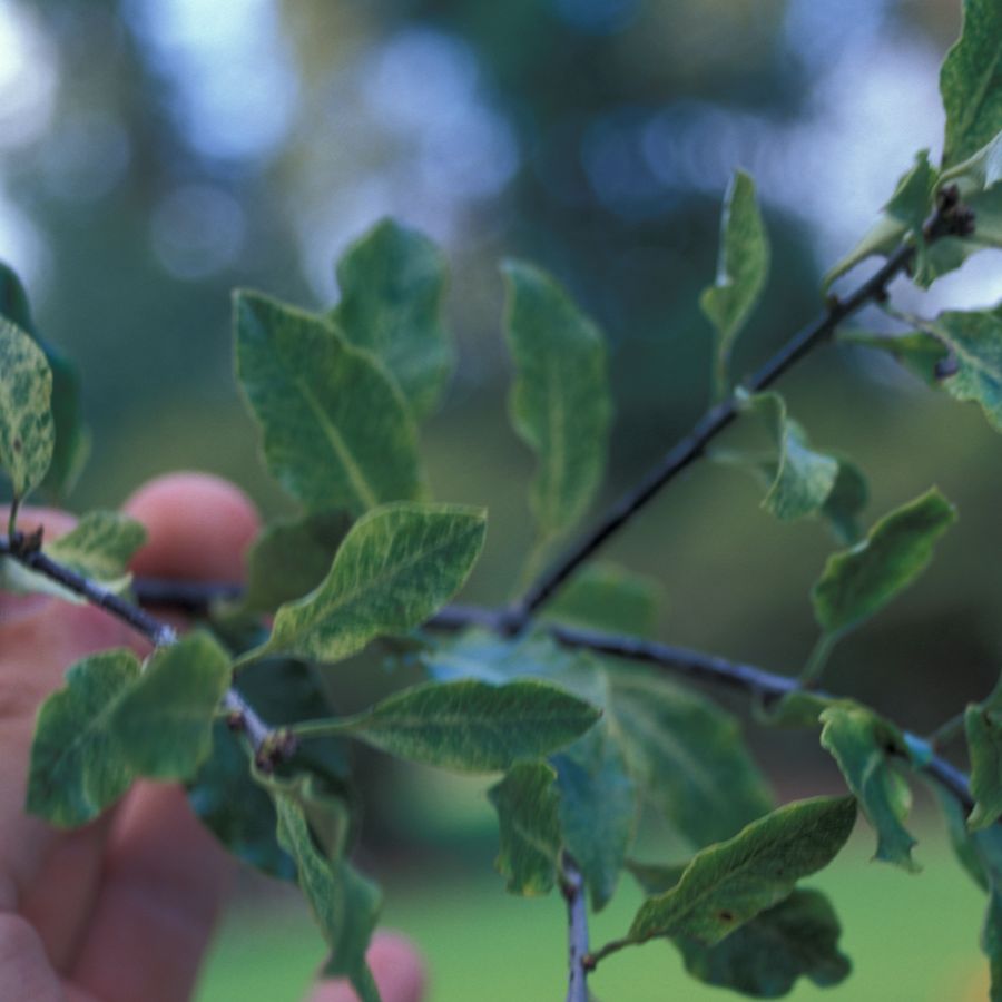 Pittosporum 'Screenmaster'
