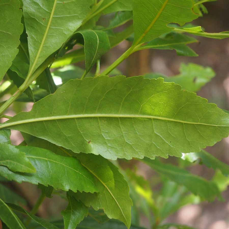 Portuguese Laurel