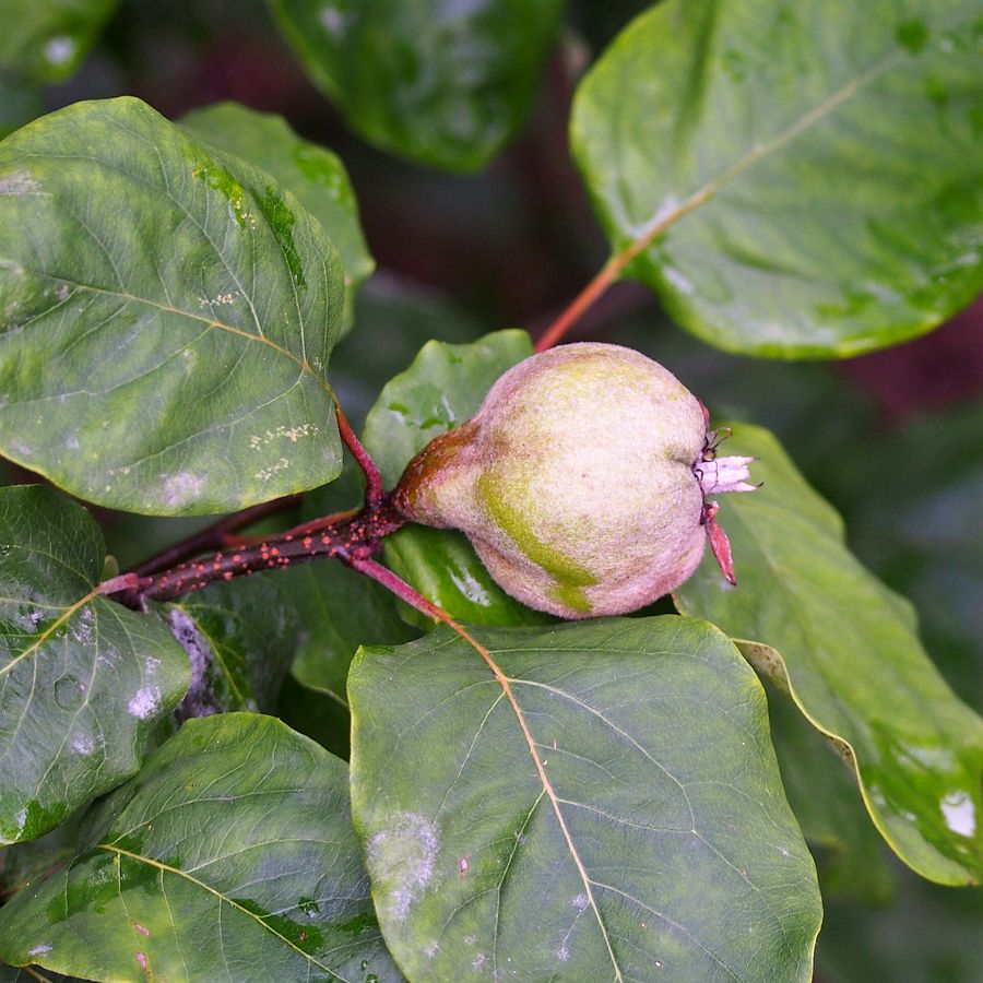 Quince 'Smyrna'