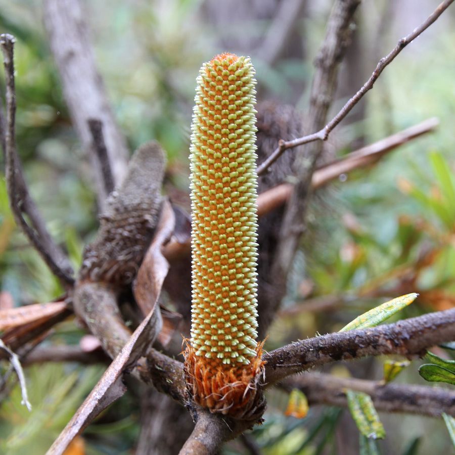 Silver Banksia