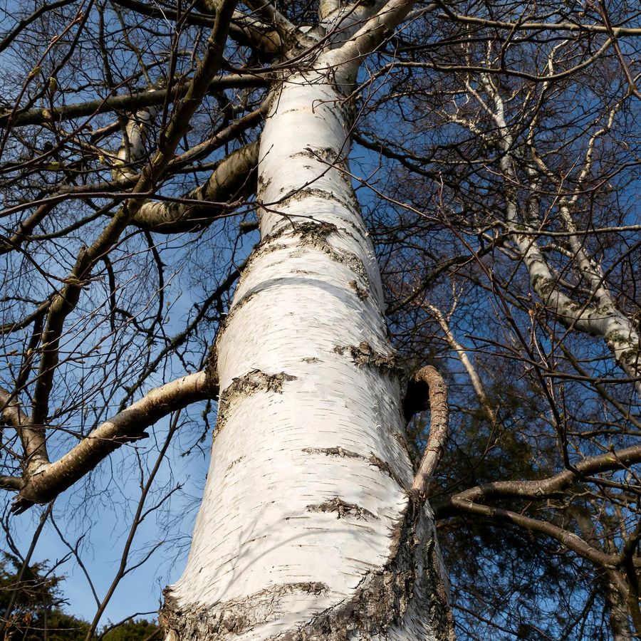 Silver Birch