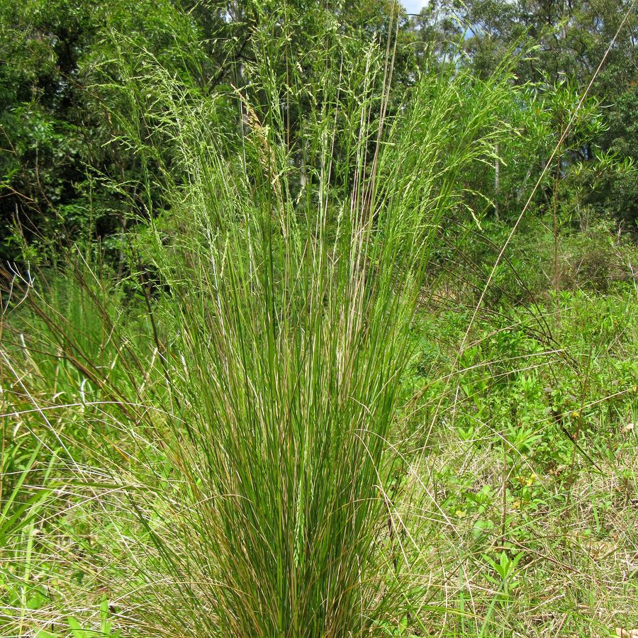 Silver Tussock