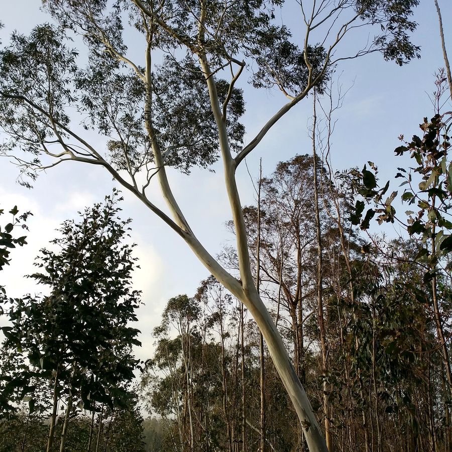 Snow Gum