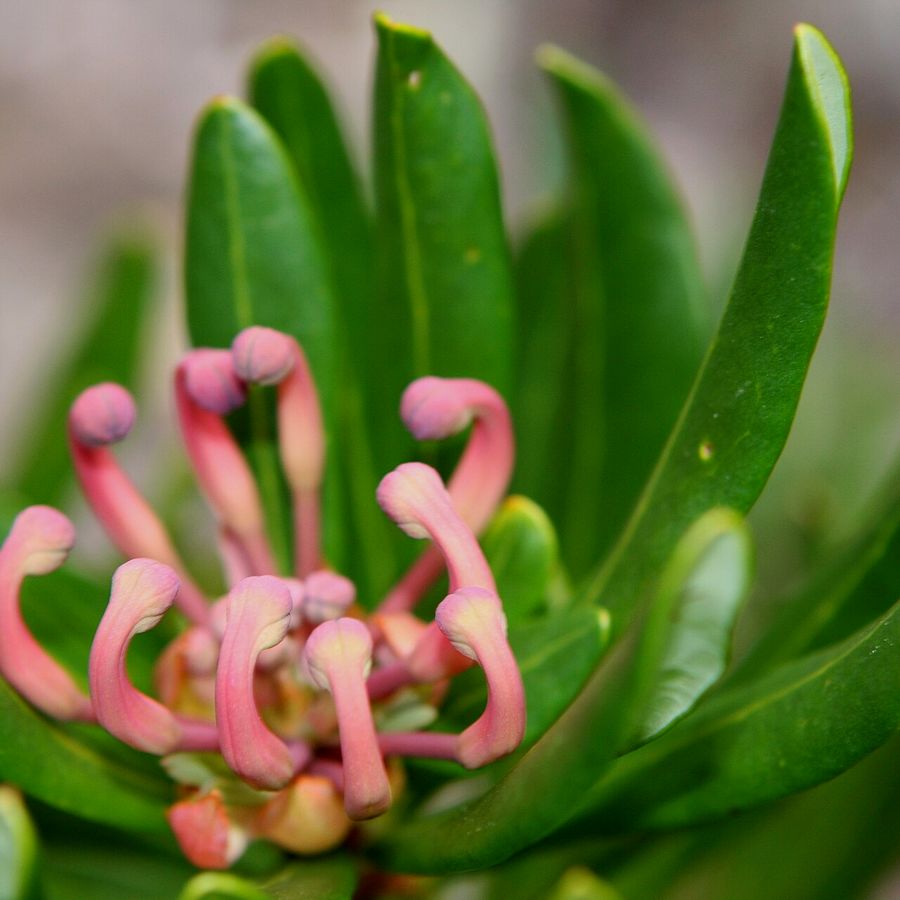Tasmanian Waratah