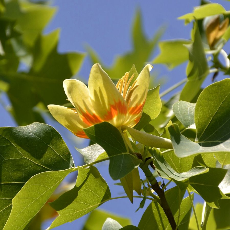 Tulip Tree