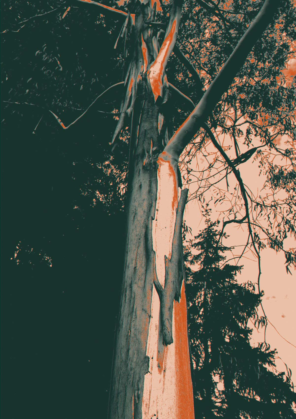 Snow gum bark