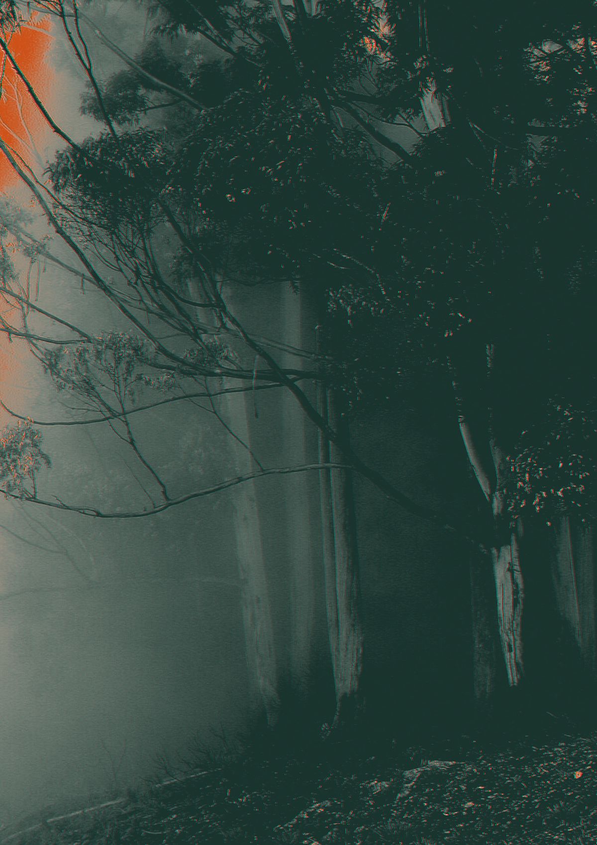 Gum trees standing in morning fog