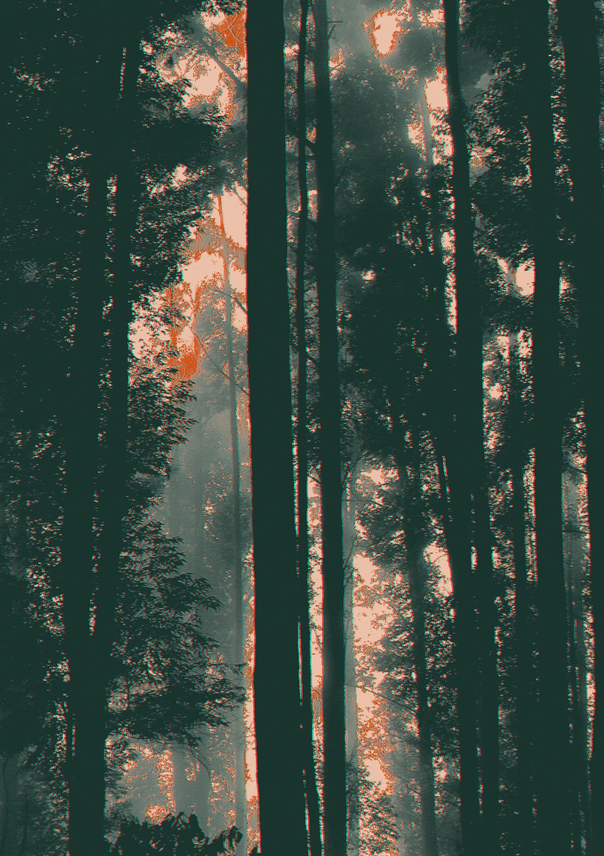 Tall trunks in fog