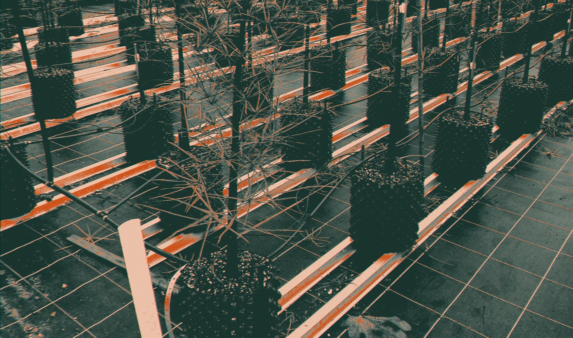 Young trees growing on in air-pruning containers