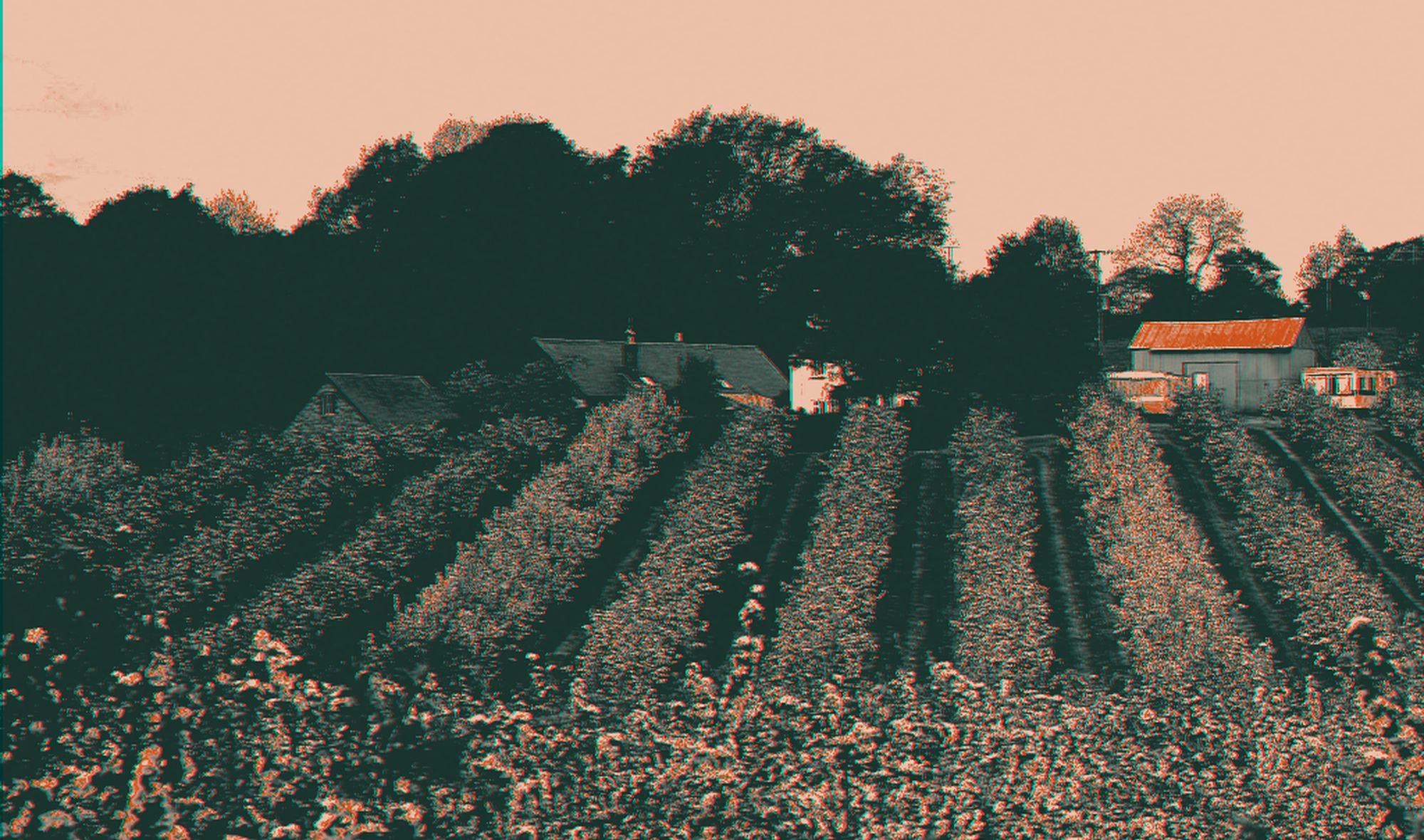 Rows of young trees in the nursery orchard