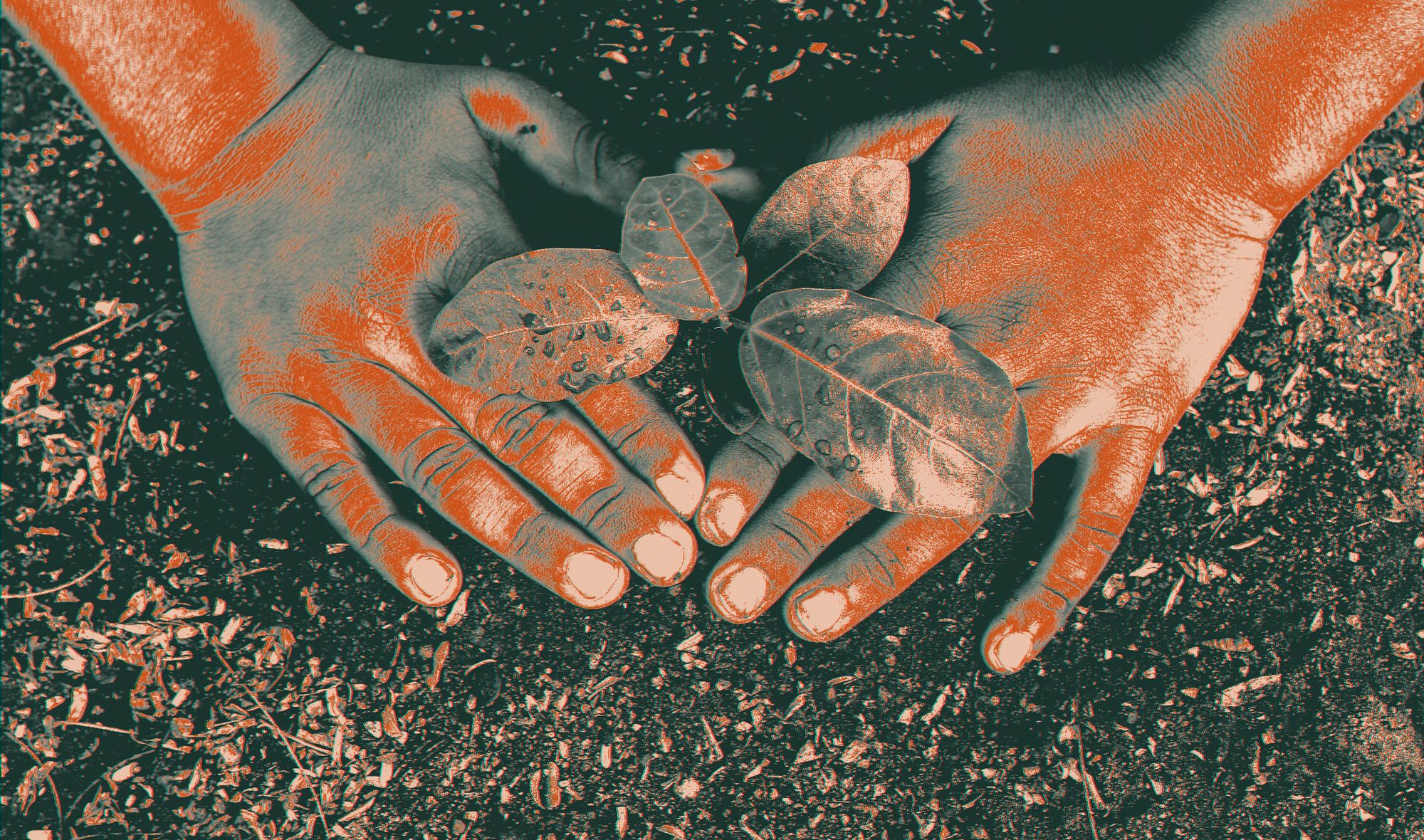 Hands firming soil around a newly planted tree