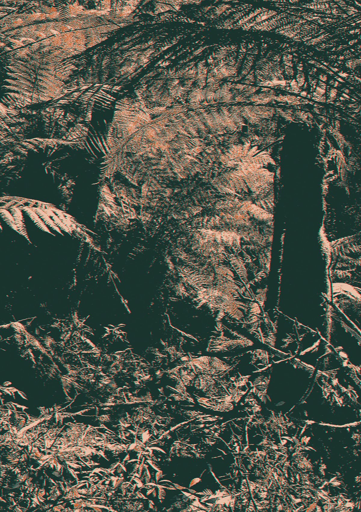 Tree ferns in wet Tasmanian forest